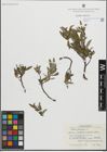 Foto von Salix glauca L.